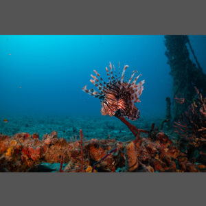 Lionfish On Tenneco