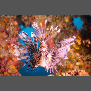 Lionfish